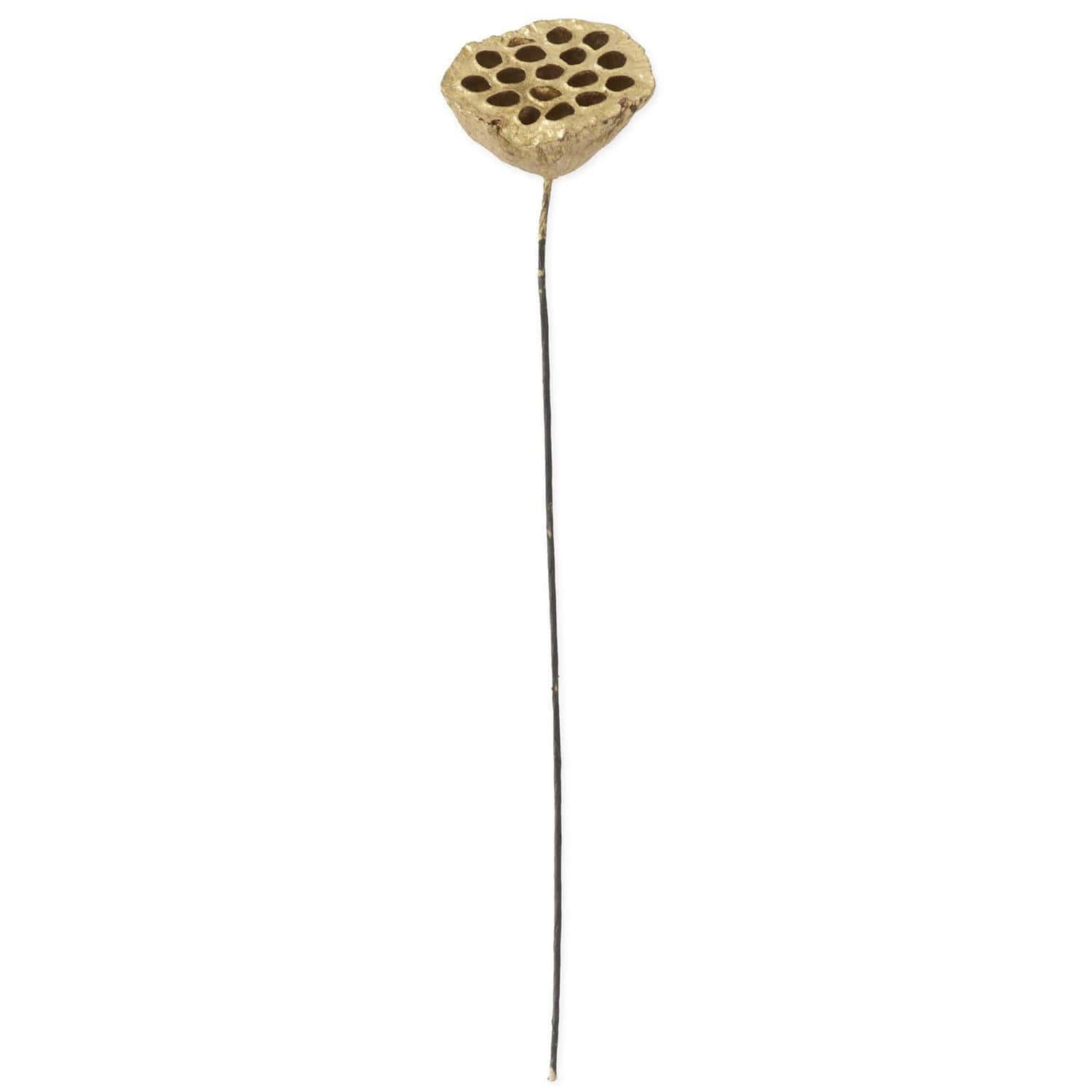 Gold Lotus Seedpod